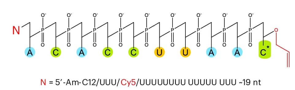 Open access visualization of Chemical Structure, RNA Oligonucleotide, Oligonucleotide Synthesis, Liquid Bulk Phase