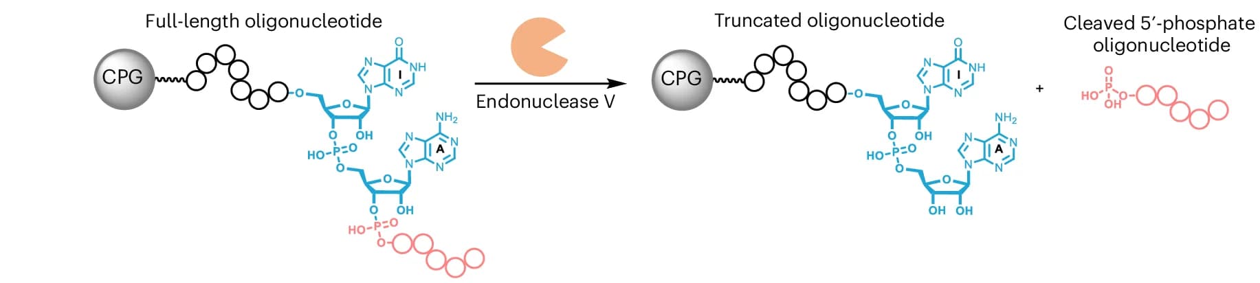 Open access visualization of Chemical Structure, Workflow, Oligonucleotide, LCAA-CPG, NHS Conjugation