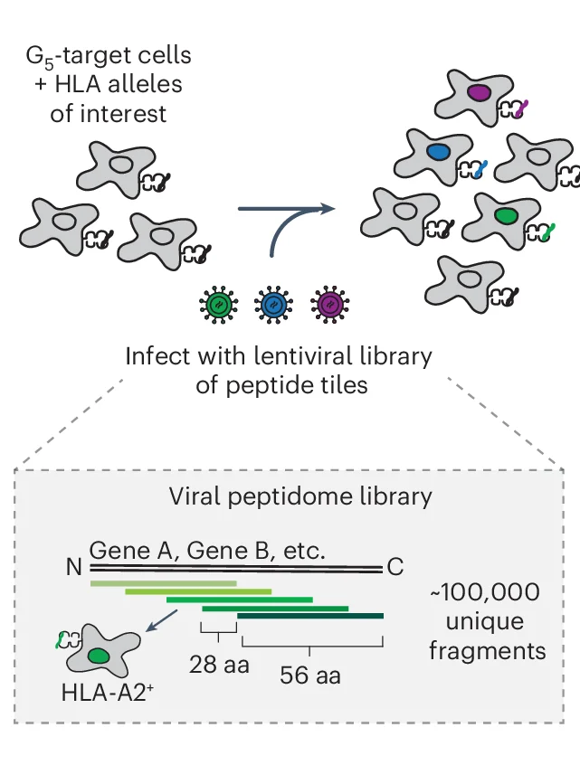 Open access visualization of Workflow, Illustration, TCR-MAP, Antigen Discovery, Engineered Target Cells