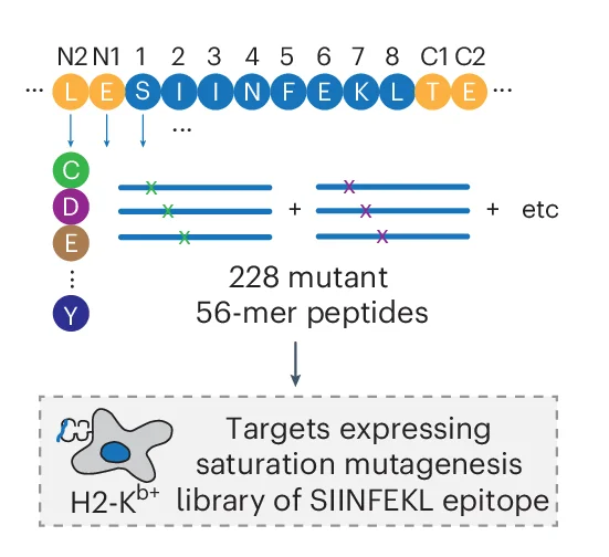 Open access visualization of Workflow, Illustration, SIINFEKL Epitope, Saturation Mutagenesis Library, Mutant Epitope