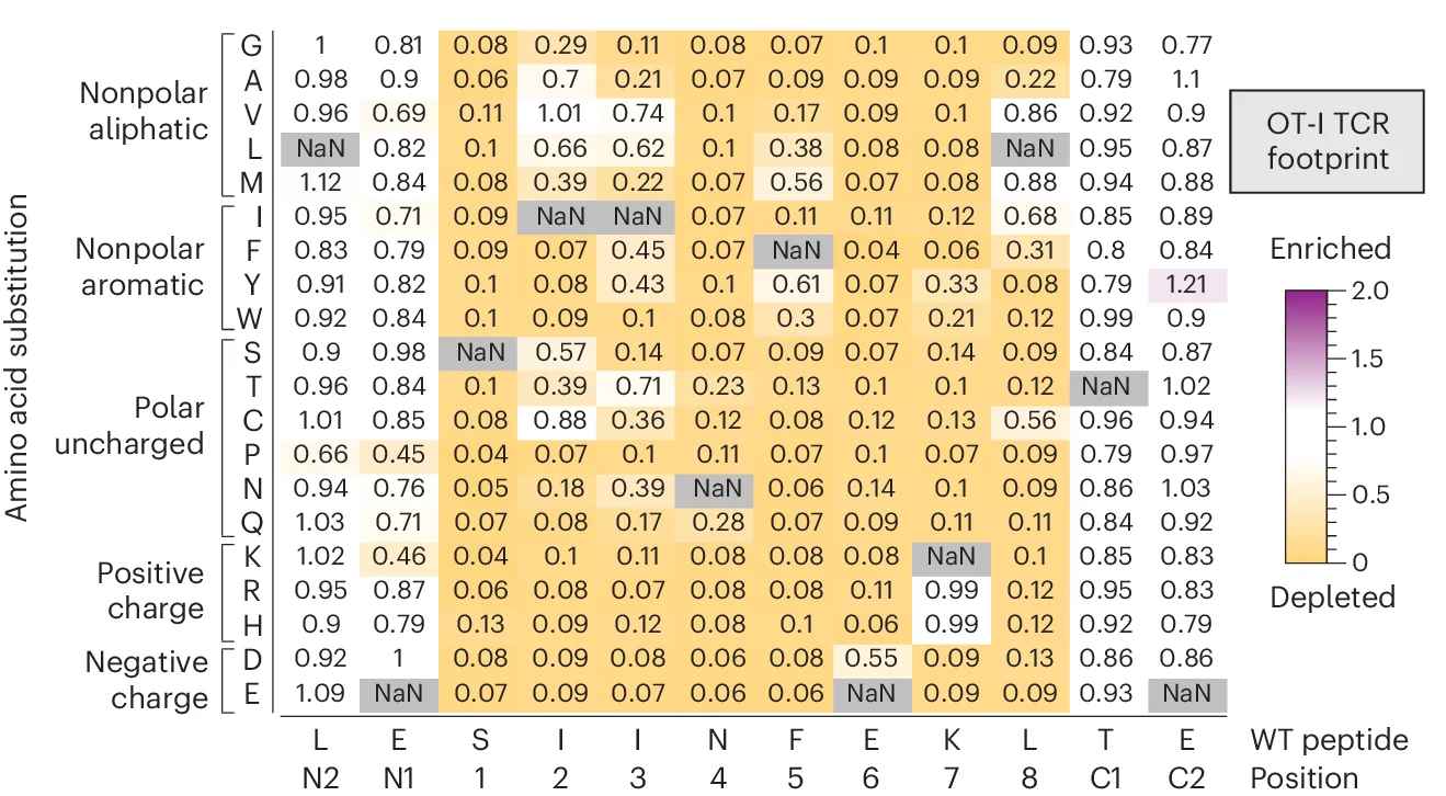 Open access visualization of Heatmap, Mutant Epitopes, Saturation Mutagenesis Library, SIINFEKL Epitope, OT-I TCR