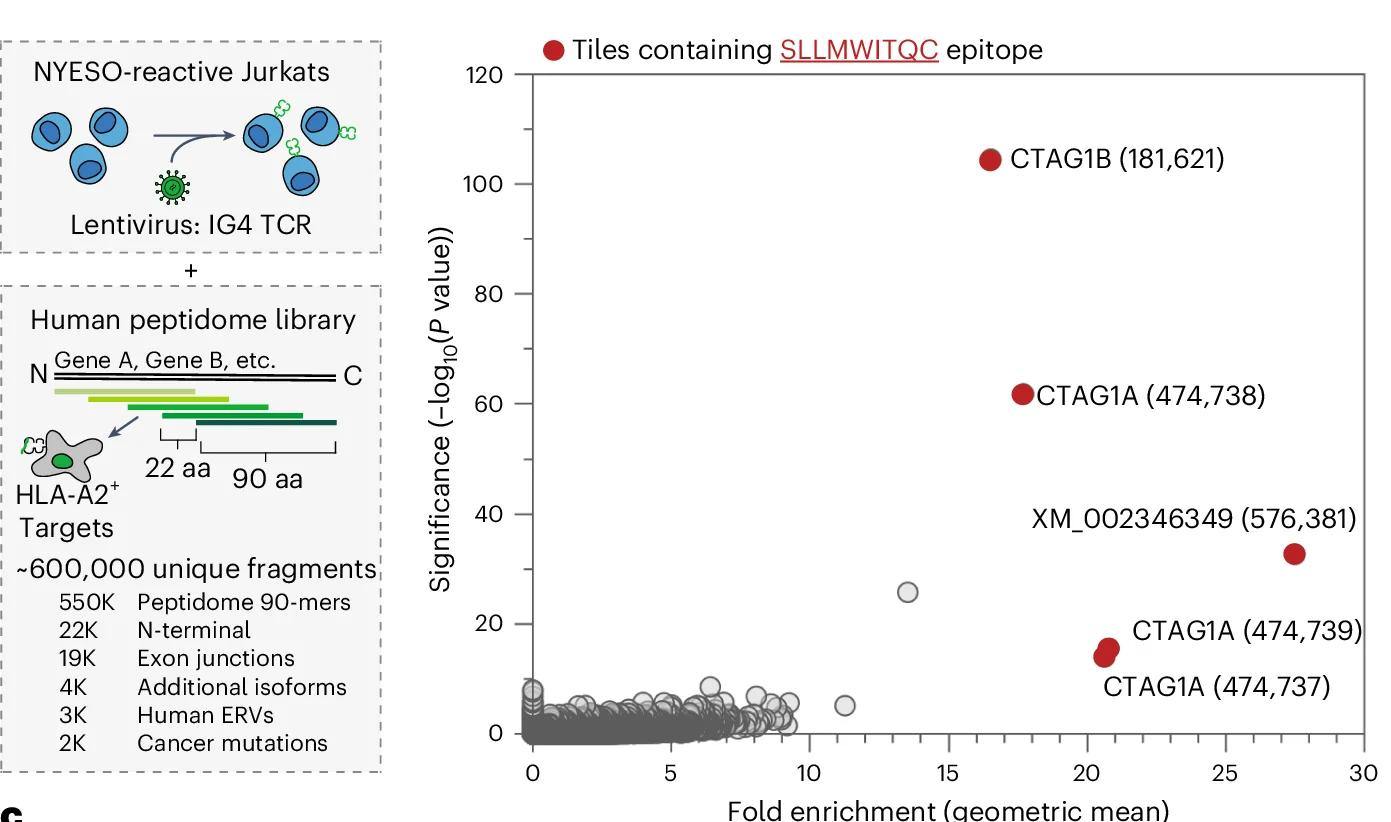 Open access visualization of Scatter Plot, Volcano Plot, Illustration, TCR-MAP Screen, Peptide Enrichment