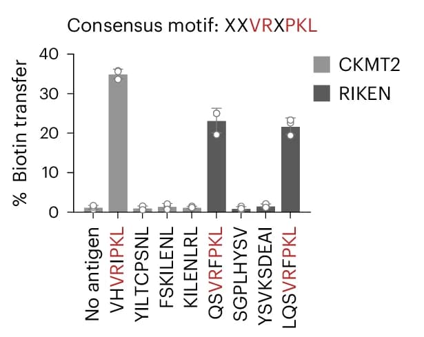 Open access visualization of Bar Plot, Error Bars, Peptide Binders, Target Cells, TCR4 + SrtA-Jurkats