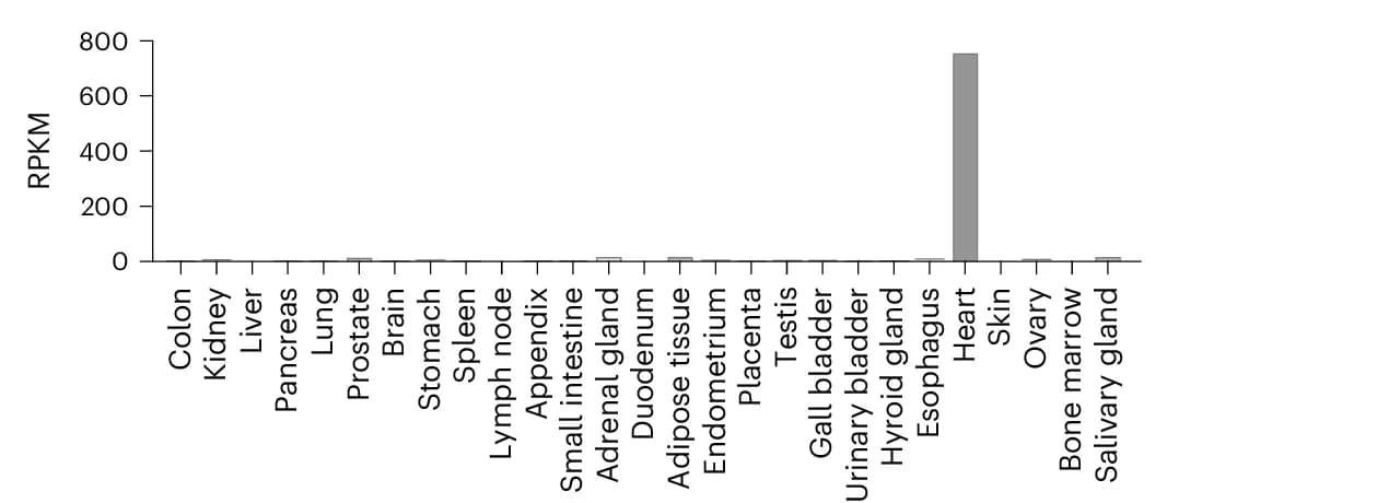 Open access visualization of Bar Plot, CKMT2 RPKM, RNA-seq, Human Tissues, Organs