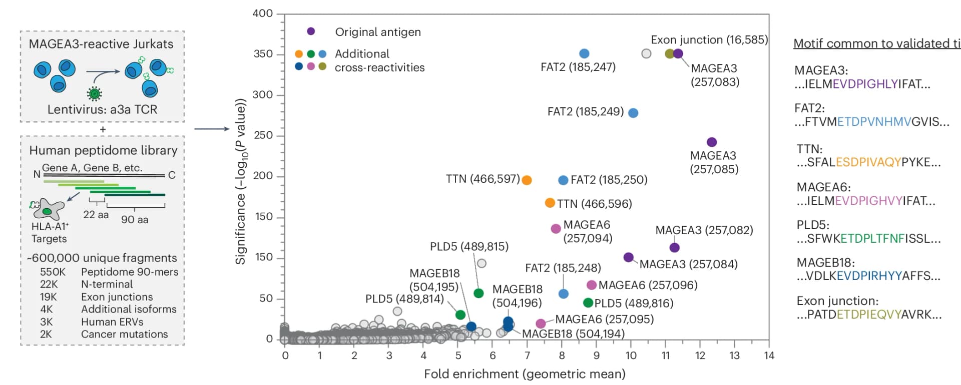 Open access visualization of Scatter Plot, Volcano Plot, TCR-MAP Screen, Peptide Enrichment, HLA-A*01:01
