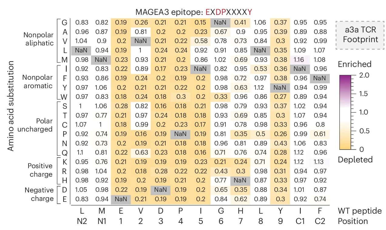 Open access visualization of Heatmap, Saturation Mutagenesis, Mutant Epitopes, MAGEA3, Peptides