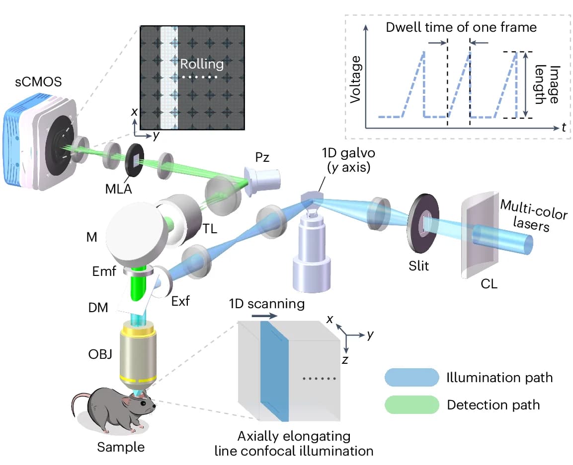 Open access visualization of Workflow, Illustration, Line Plot, csLFM System, Line Illumination