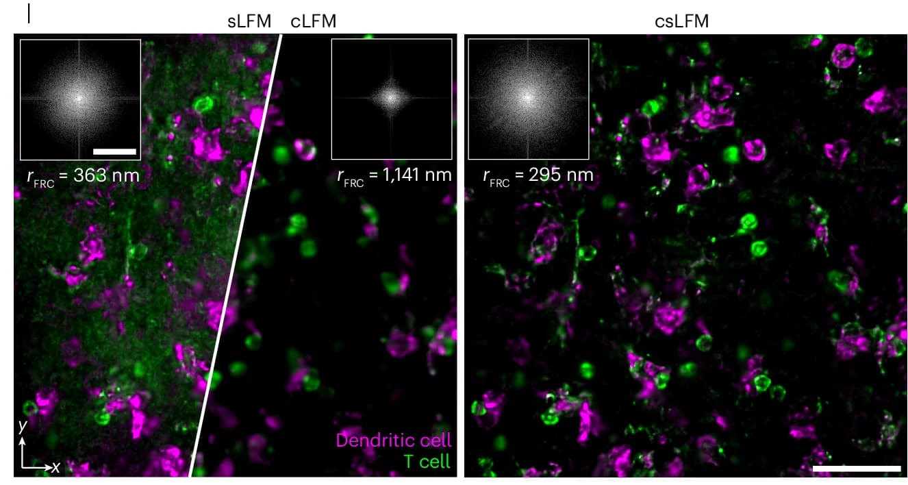 Open access visualization of Microscopy, MIP, Dendritic Cells, T Cells, Mouse Spleens
