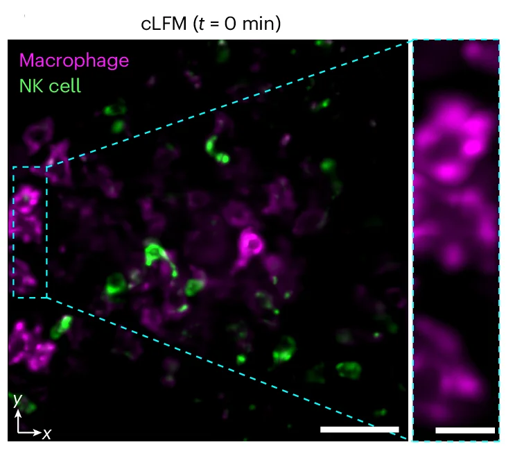 Open access visualization of Microscopy, MIP, NK Cells, Macrophages, Mouse Spleen
