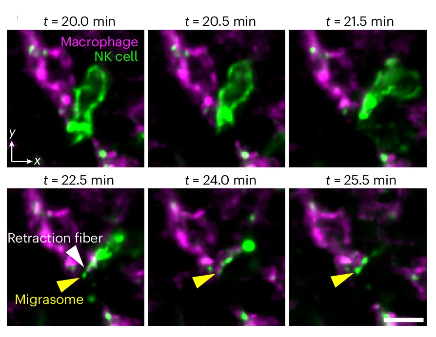 Open access visualization of Microscopy, csLFM, NK Cells, Macrophages, Migrasomes