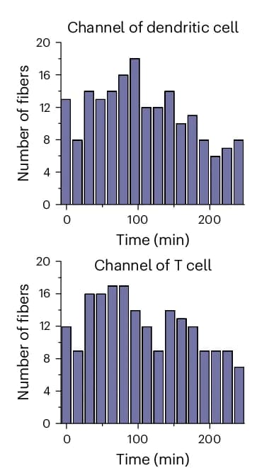 Open access visualization of Bar Plot, Retraction Fibers, Dendritic Cells, T Cells, Time