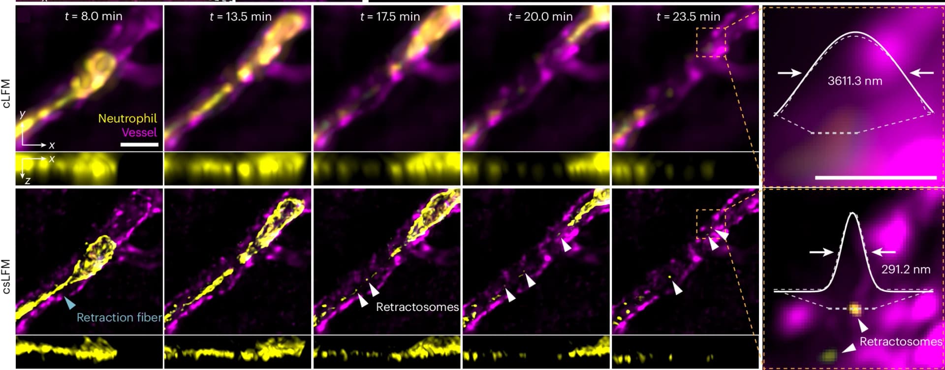 Open access visualization of Microscopy, Line Plot, Orthogonal MIPs, cLFM, csLFM