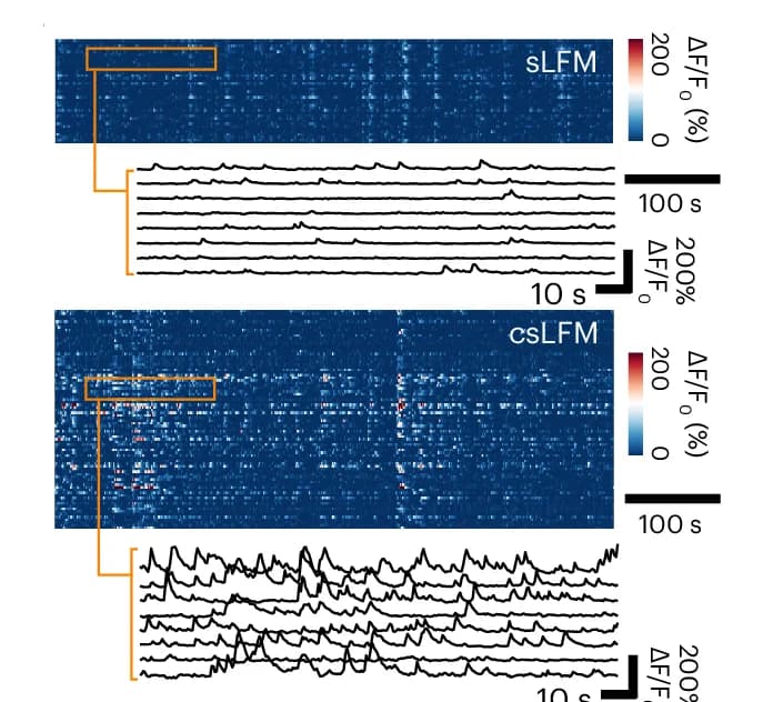 Open access visualization of Heatmap, Line Plot, Temporal Traces, Neurons