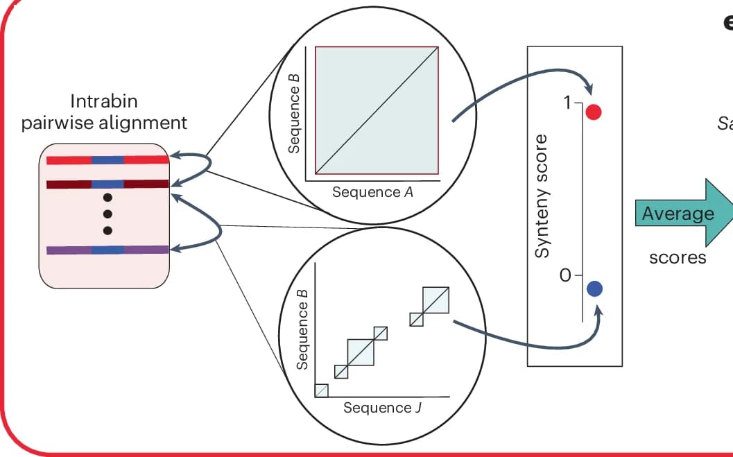 Open access visualization of Workflow, Pairwise Alignment, Synteny Blocks, Synteny Scores, Sequences