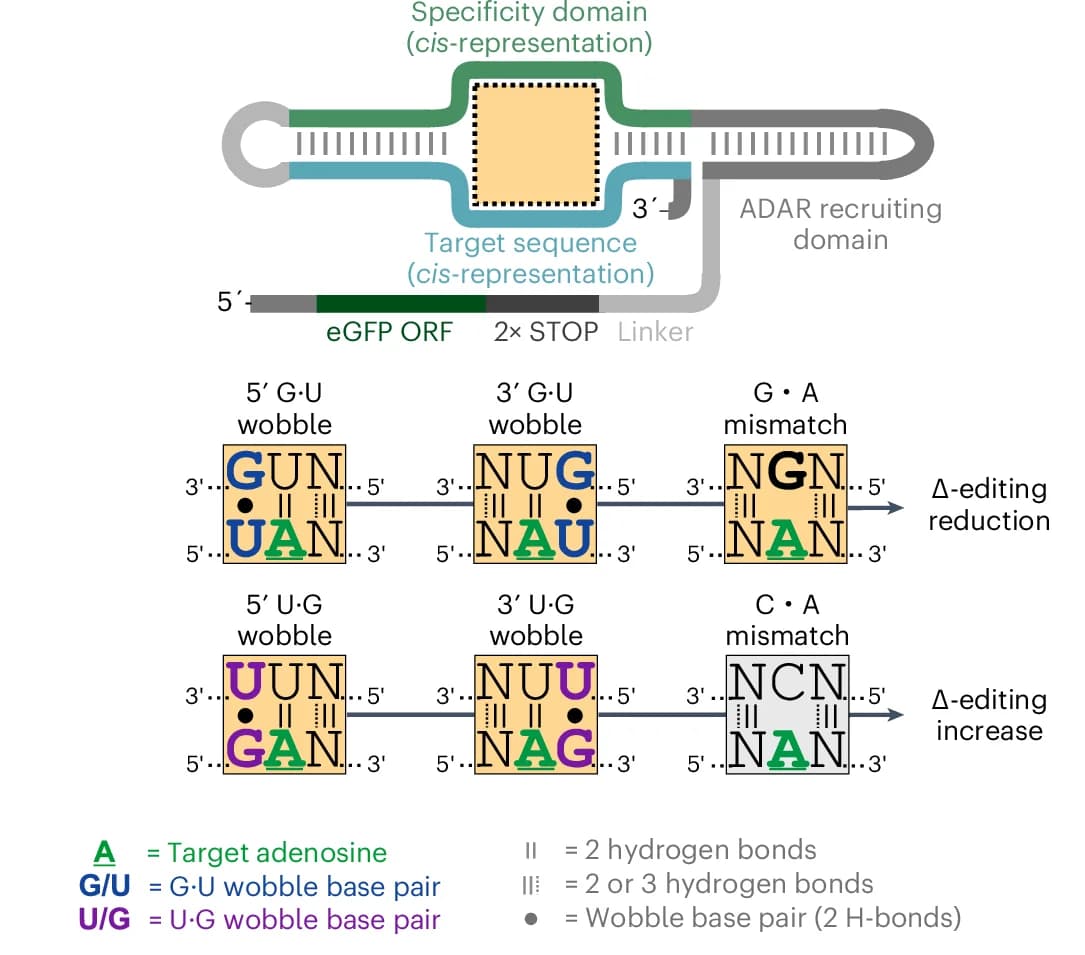 Open access visualization of Workflow, Illustration, Cis-Acting Editing Reporter, Triplet Base-Pairing Motifs, Wobble Base Pairs