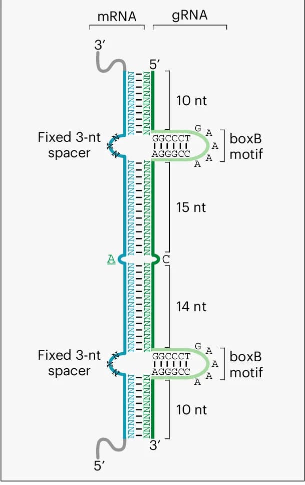 Open access visualization of Illustration, Workflow, N-ADAR Editing System, Guide RNA, mRNA