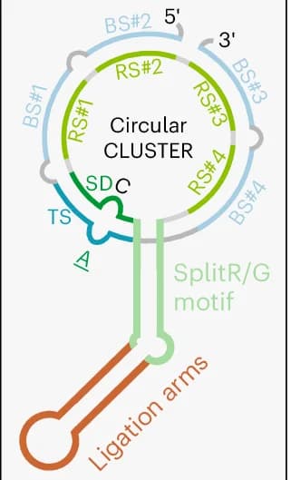 Open access visualization of Illustration, Workflow, CLUSTER Guide RNA