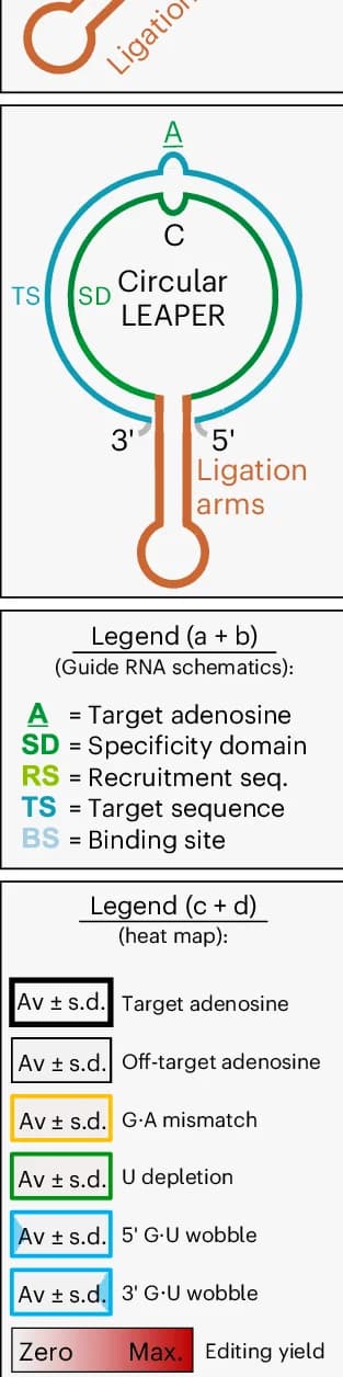 Open access visualization of Illustration, Workflow, LEAPER Guide RNA