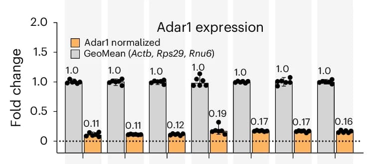 Open access visualization of Bar Plot, Clustered, Error Bars, Adar1, RT-qPCR
