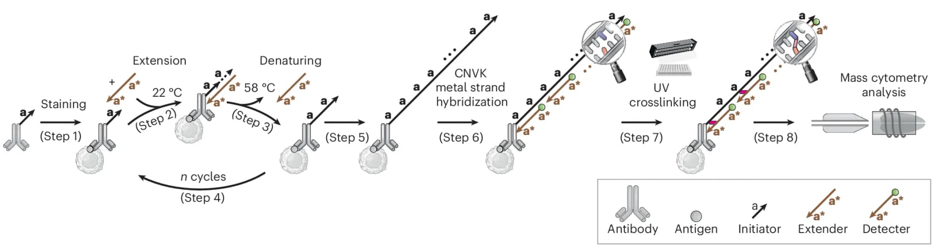 Open access visualization of Workflow, Illustration, Mass Cytometry, Signal Amplification, ACE Approach