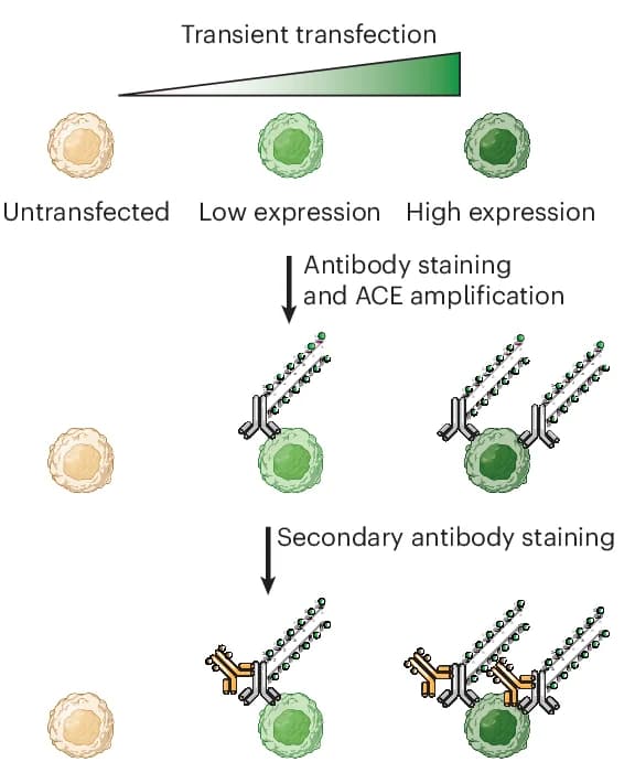 Open access visualization of Workflow, Illustration, HEK293T Cells, GFP, Plasmid