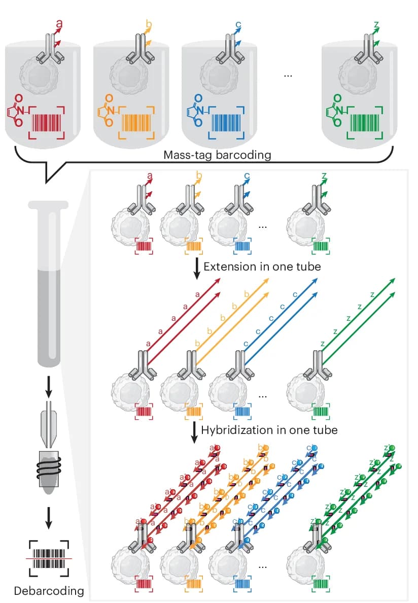 Open access visualization of Workflow, Flowchart, Illustration, ACE Orthogonality, GFP Expressing HEK293T Cells