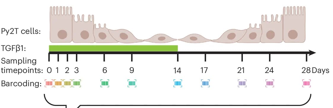Open access visualization of Illustration, Workflow, Experimental Workflow, Mouse Breast Cancer Cells, TGF1 Treatment