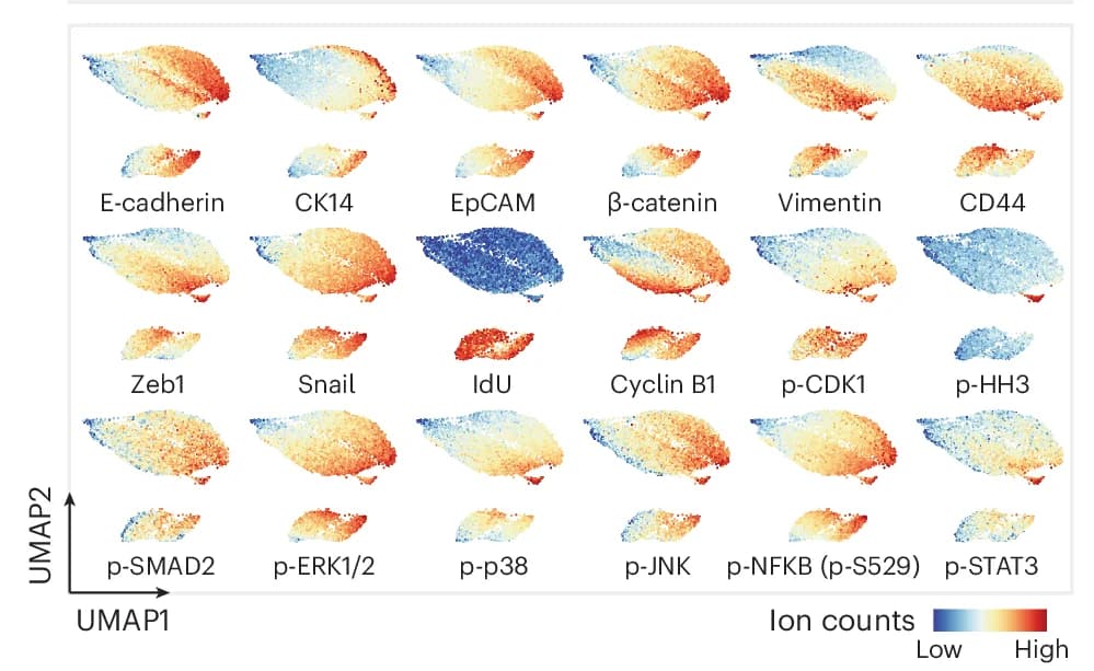 Open access visualization of UMAP, Scatter Plot, Dimensional Reduction Analysis, Measured Markers, Normalization