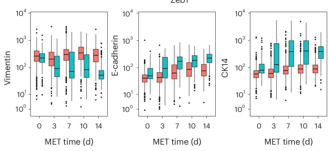 Open access visualization of Box Plot, Boxplots, Vimentin, E-cadherin, CK14