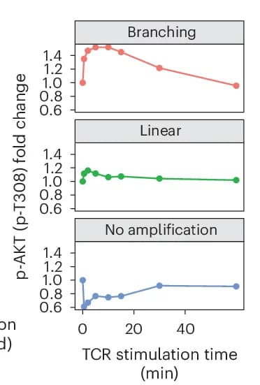 Open access visualization of Line Plot, p-AKT (p-T308), TCR Activation, Linear Amplification, Branching Amplification