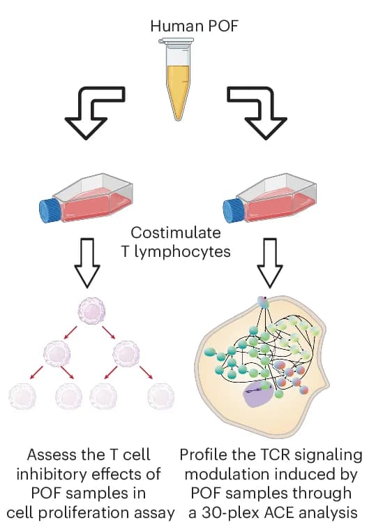 Open access visualization of Workflow, Proliferation, TCR Signaling, T Lymphocytes, Dye Dilution
