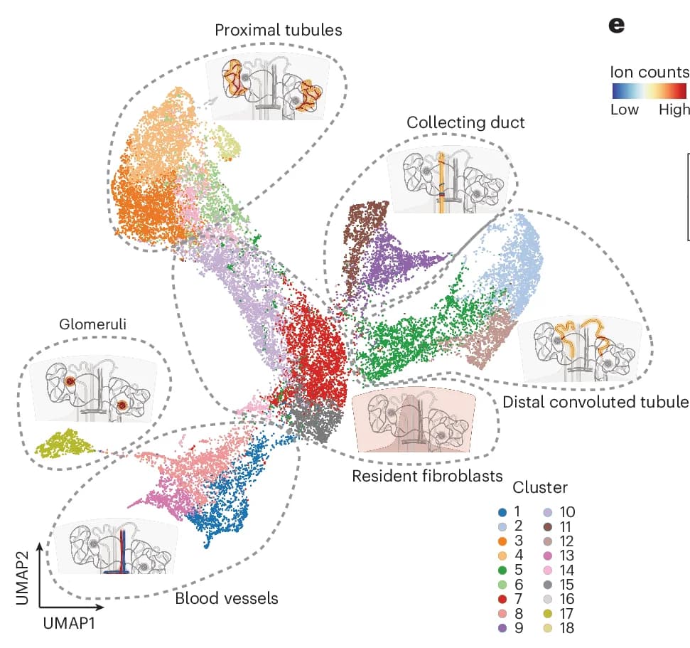 Open access visualization of UMAP, Scatter Plot, Phenograph Algorithm, Cell Clusters, UMAP Plot