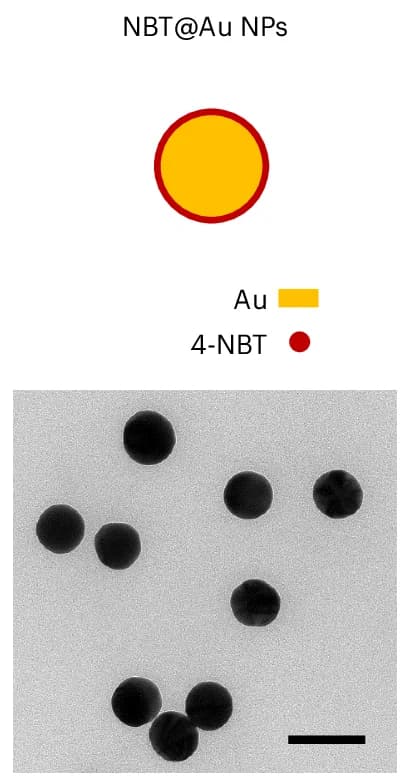 Open access visualization of Microscopy, Illustration, SERS, Au NPs, NBT@Au NPs