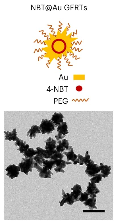 Open access visualization of Microscopy, Illustration, SERS, Au GERTs, NBT@Au GERTs