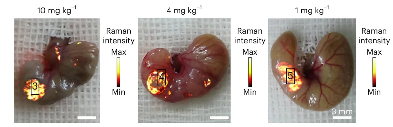 Open access visualization of Photo, Intraoperative Raman Imaging, Tumor Bearing Mice, BBT NPs, Different Doses
