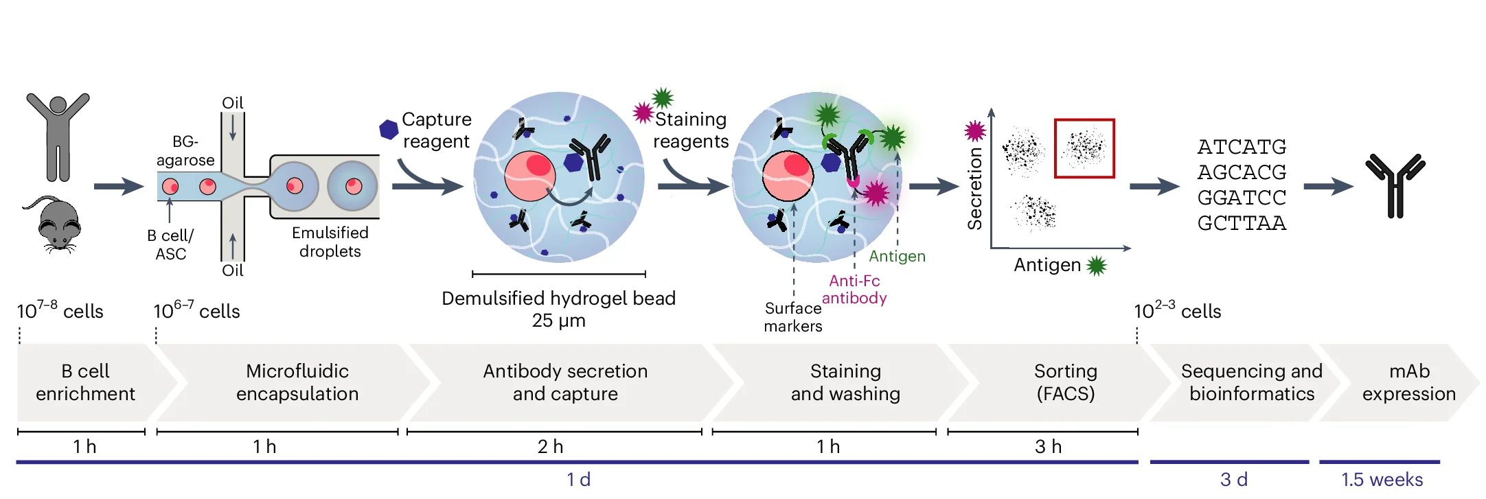 Open access visualization of Workflow, Flowchart, Scatter Plot, B Cells, Antibody Secreting Cells