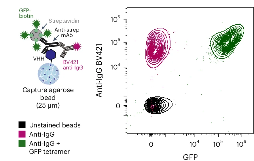 Open access visualization of Scatter Plot, Density Plot, Antibody Capture, BG-agarose Hydrogel Beads, VHH-SNAP