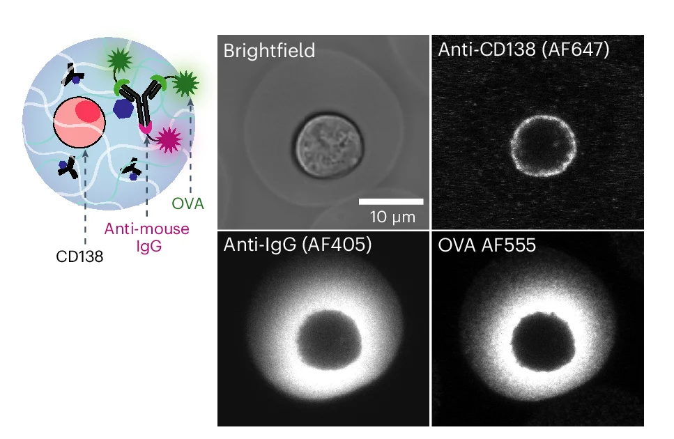 Open access visualization of Microscopy, Illustration, Antibody Secretion, OVA-specific Mouse Bone Marrow Plasma Cells, Confocal Microscopy