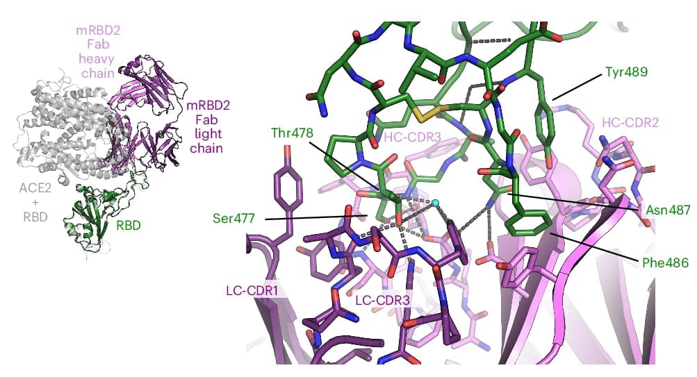 Open access visualization of Protein Structure, Chemical Structure, Crystal Structure, mRBD2, SARS-CoV-2 RBD