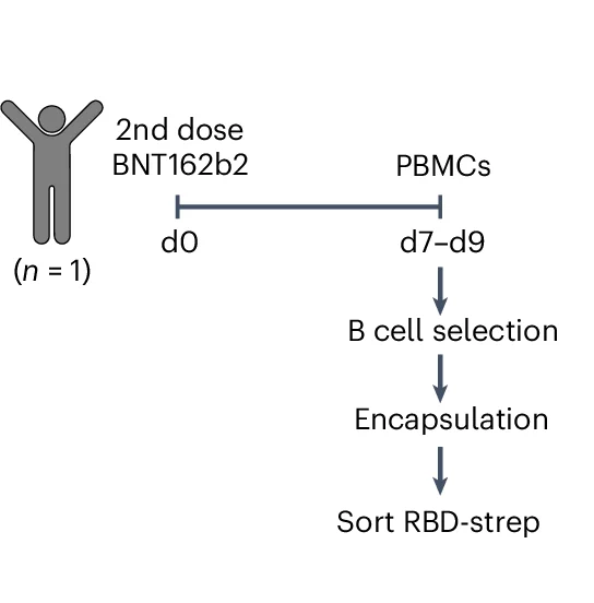 Open access visualization of Workflow, Flowchart, Illustration, RBD, Antibody
