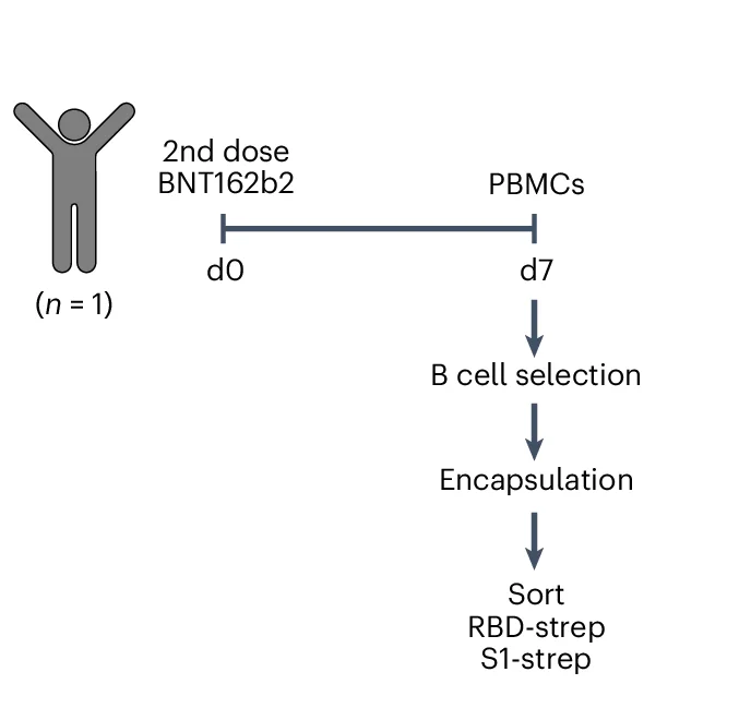 Open access visualization of Workflow, Flowchart, Antibody Discovery, B Cells, PBMCs