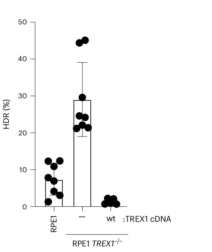 Open access visualization of Bar Plot, Error Bars, Scatter Plot, RPE-1 hTERT TREX1 Cells, HDR