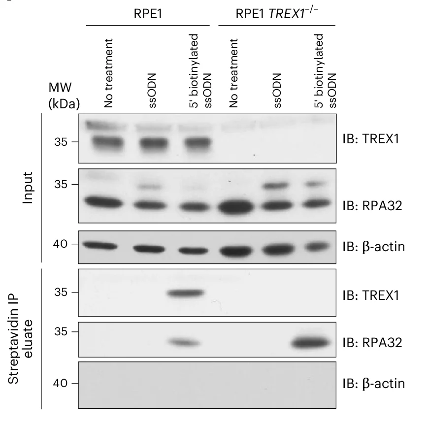 Open access visualization of Gel, TREX1, ssODN Template, HDR Donors, Electroporation