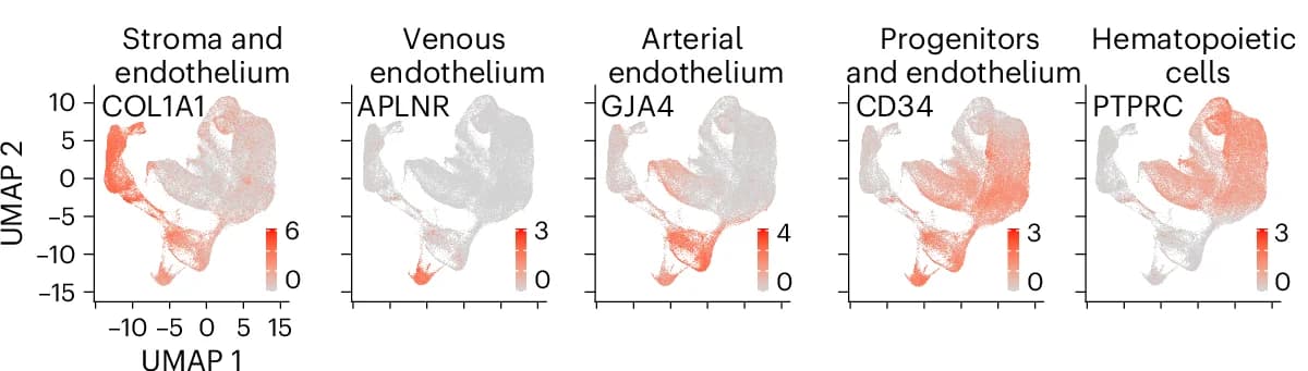 Open access visualization of UMAP, Feature Plots, Genes, Tissue Types