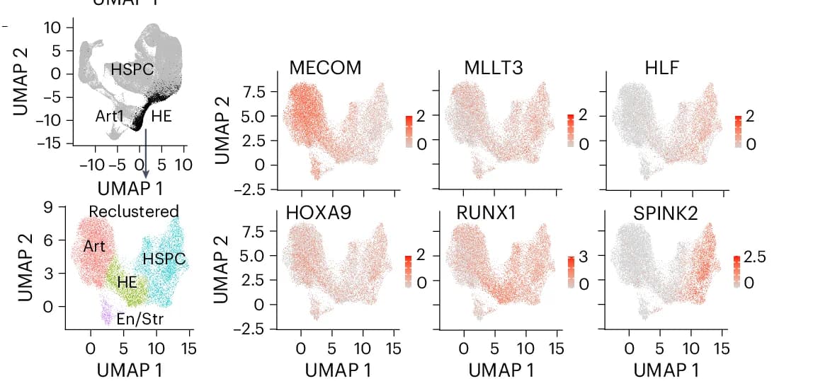 Open access visualization of UMAP, Scatter Plot, Feature Plots, Human HSC Signature Genes, Arterial