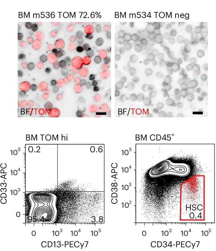 Open access visualization of Scatter Plot, Microscopy, Confocal Images, Bone Marrow Cells, Engrafted