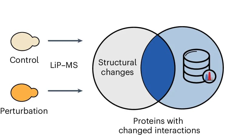 Open access visualization of Venn Diagram, Workflow, FLiP library, LiP-MS, Protein Alterations
