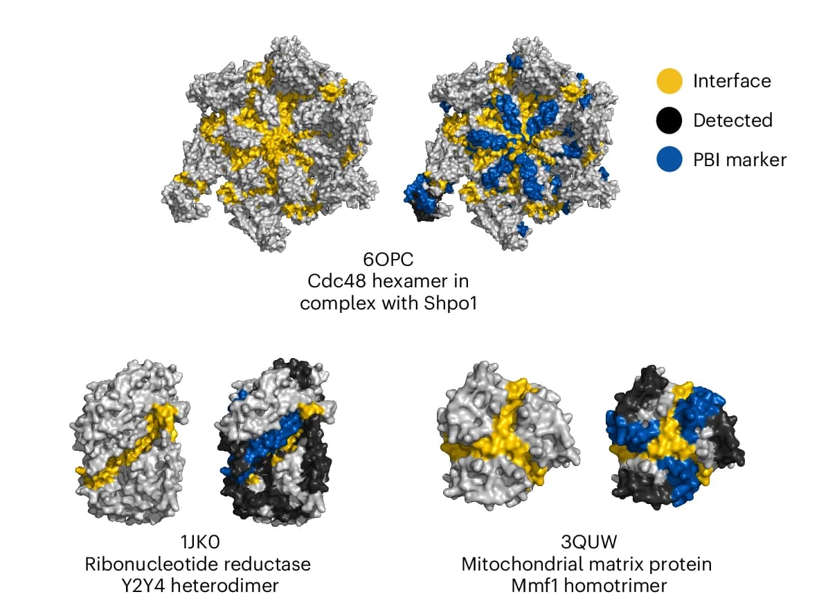 Open access visualization of Protein Structure, PBI, FLiP-MS Dataset, PDB Structures, Protein Complexes
