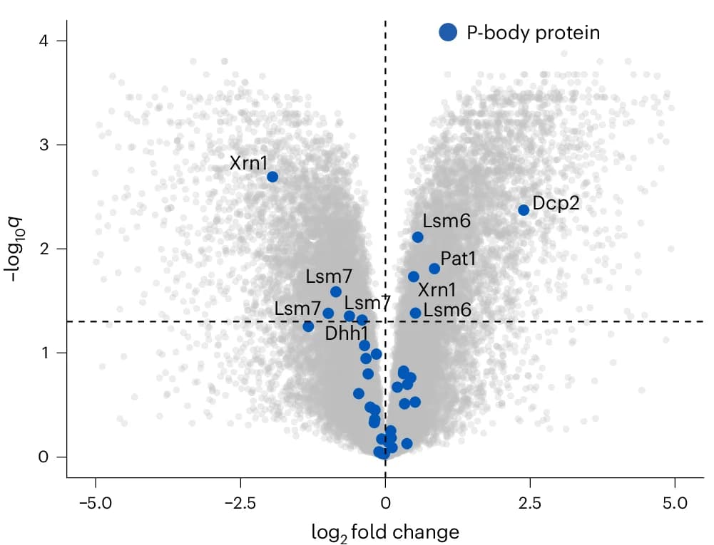 Open access visualization of Volcano Plot, Differential Abundance Analysis, Peptides, LiP-MS, DNA Replication Stress
