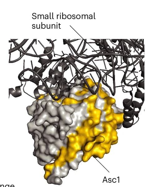 Open access visualization of Protein Structure, Structure, Asc1, Ribosomal Subunit, PDB
